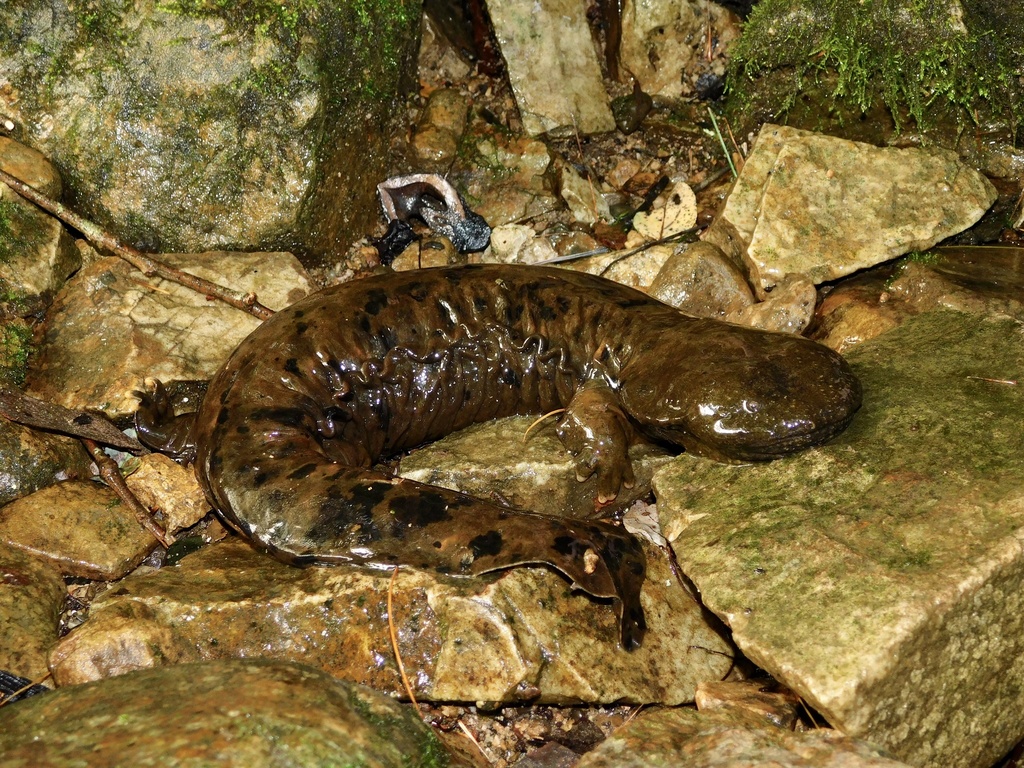 Hellbender