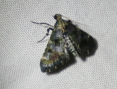 Arescoptera haplocala