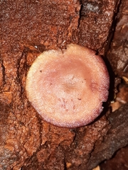 Callistosporium purpureomarginatum