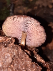 Callistosporium purpureomarginatum