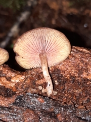 Callistosporium purpureomarginatum