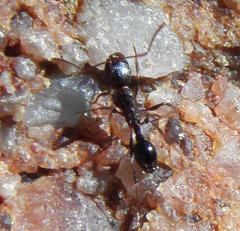 Tetramorium sericeiventre