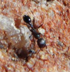 Tetramorium sericeiventre