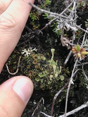 Psoroma hypnorum