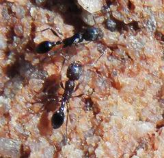 Tetramorium sericeiventre