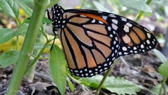 Danaus plexippus