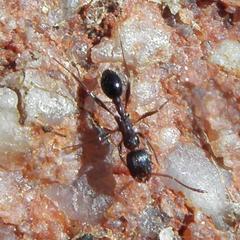 Tetramorium sericeiventre