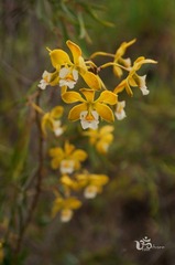 Encyclia alboxanthina