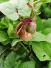Aristolochia micrantha