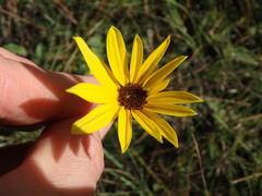 Helianthus heterophyllus