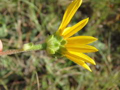 Helianthus heterophyllus
