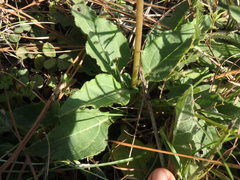 Helianthus heterophyllus