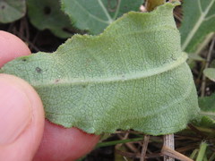 Helianthus heterophyllus