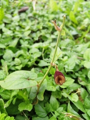 Aristolochia micrantha