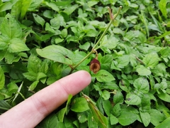 Aristolochia micrantha