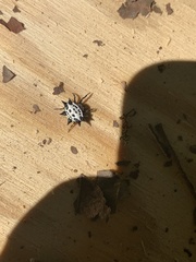 Gasteracantha cancriformis