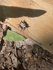 Gasteracantha cancriformis
