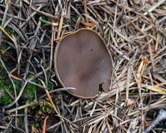Daleomyces petersii