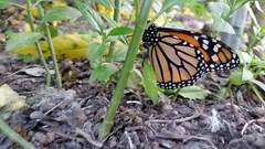 Danaus plexippus