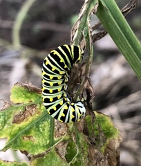 Papilio polyxenes