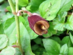 Aristolochia micrantha