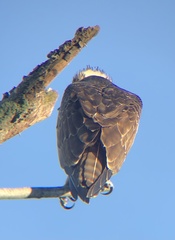 Pandion haliaetus