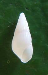 Turbonilla beddomei