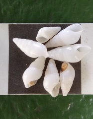 Turbonilla beddomei