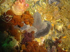 Pentacta doliolum