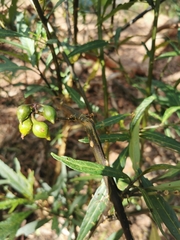 Solanum aviculare