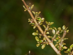 Coprosma parviflora