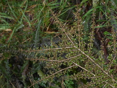 Coprosma parviflora