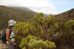 Leucadendron microcephalum