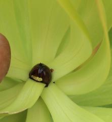 Leucadendron microcephalum