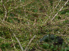 Coprosma parviflora