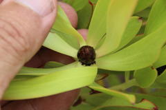 Leucadendron microcephalum