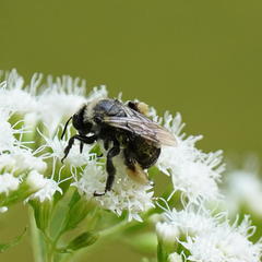 Melissodes desponsus