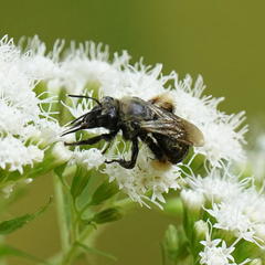 Melissodes desponsus