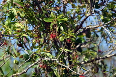 Barringtonia acutangula