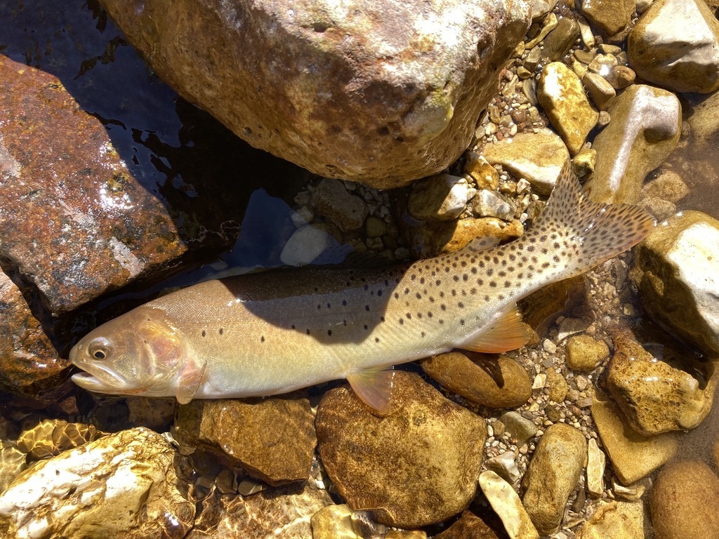 Yellowstone Cutthroat Trout