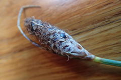 Hellmuthia membranacea