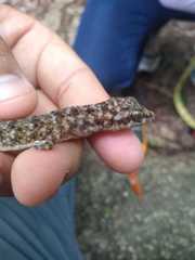 Phyllodactylus tuberculosus