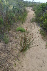 Hellmuthia membranacea