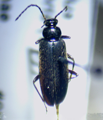 Pedilus lugubris