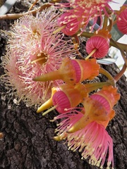 Eucalyptus torquata