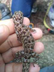 Phyllodactylus tuberculosus