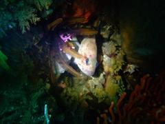 Acanthistius sebastoides