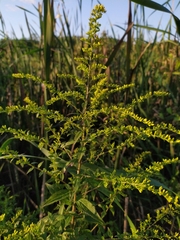Solidago rugosa sphagnophila