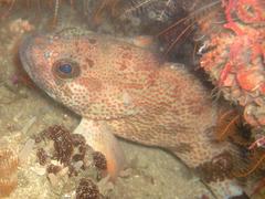 Acanthistius sebastoides