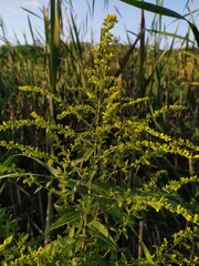 Solidago rugosa sphagnophila